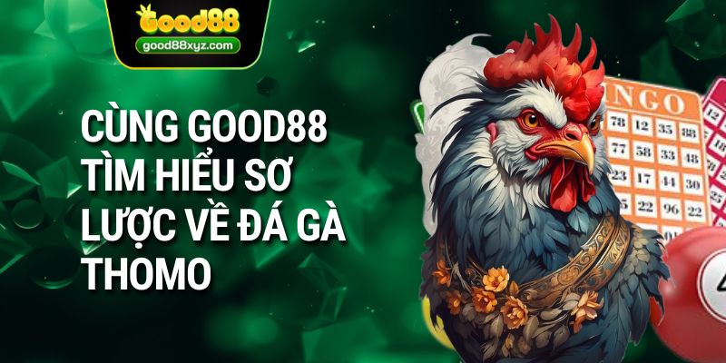 Đá Gà Thomo GOOD88 | Chiêm Ngưỡng Những Chiến Kê Bản Lĩnh - Spinora69