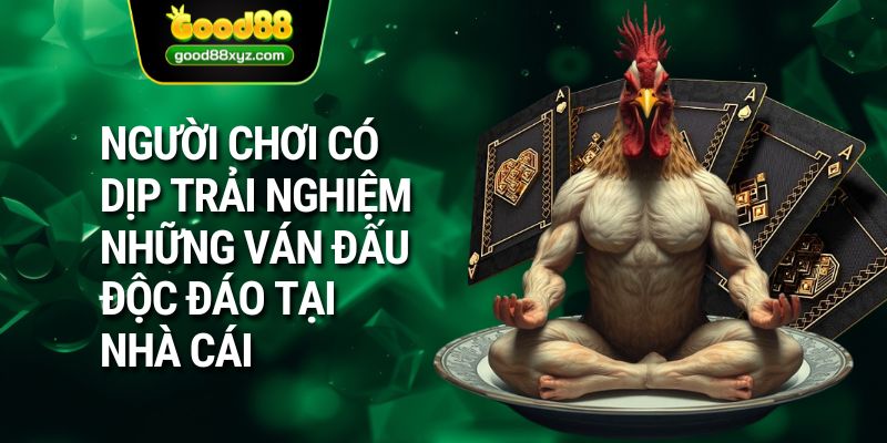 Đá Gà Trực Tiếp | Sàn Đầu Máu Lửa Và Nhiệt Huyết T GOOD88 - Spinora69